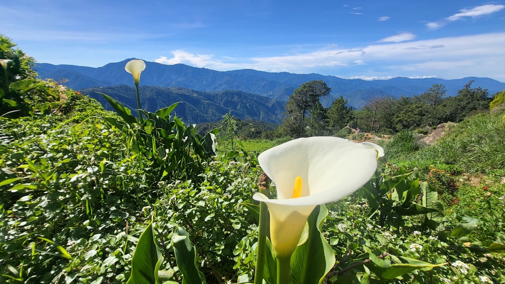 a white flower with mountains in the background