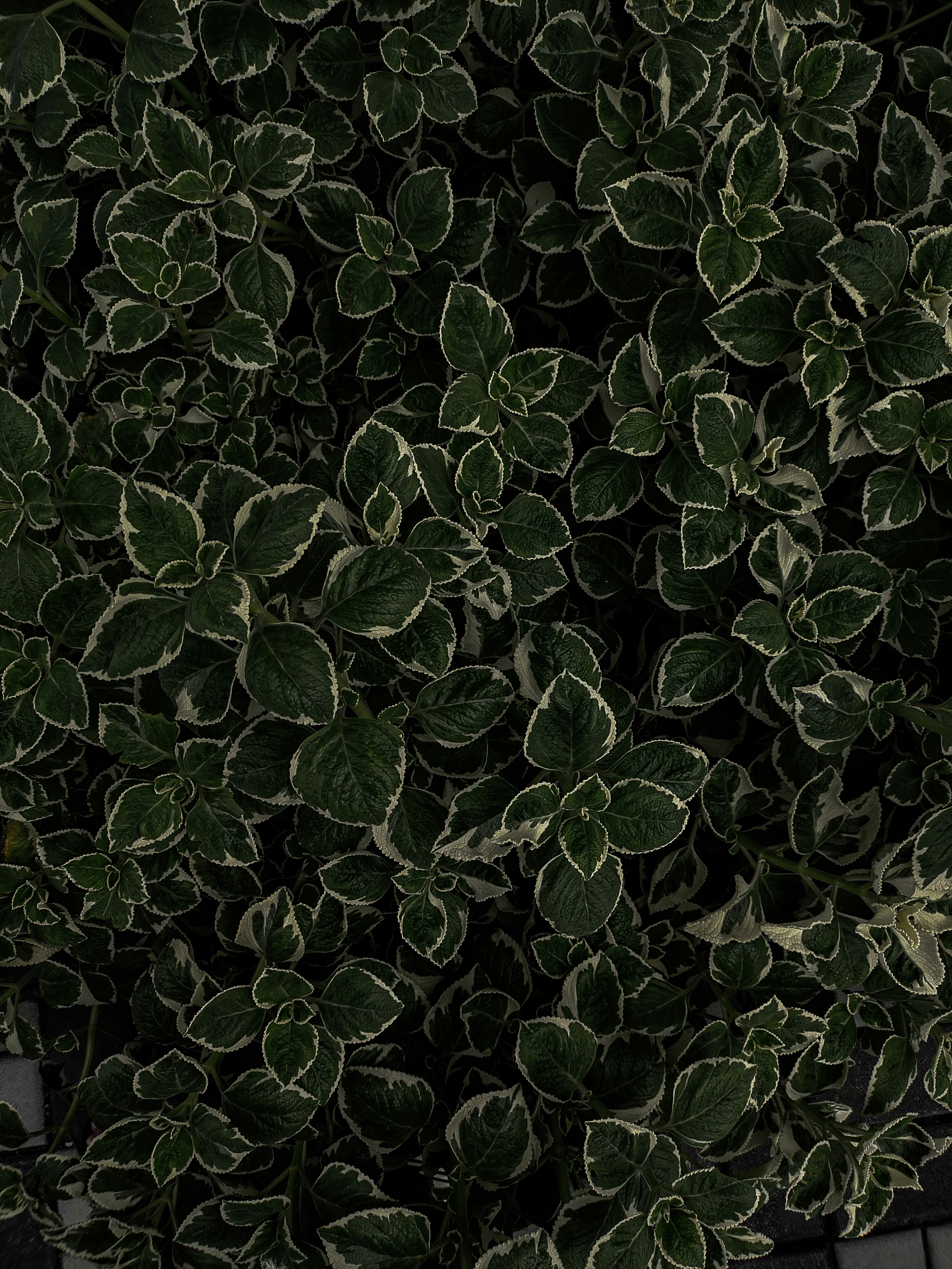 Practitioner's Guide: Authorization at the Edge — Lessons from 2026 Deployments