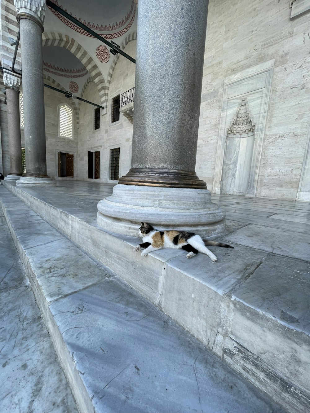 a couple of birds that are laying down on some steps