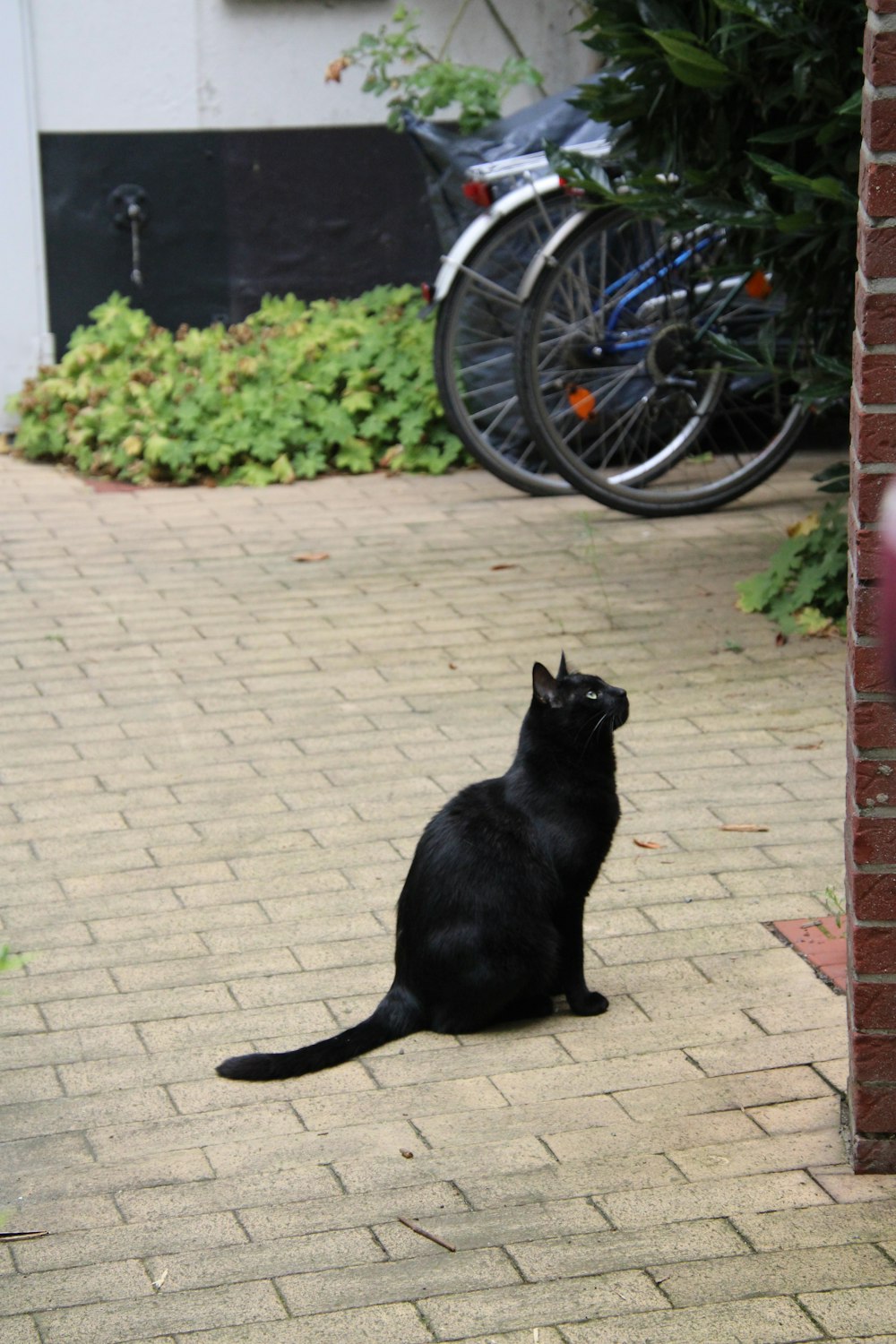 a black cat sitting on a brick walkway