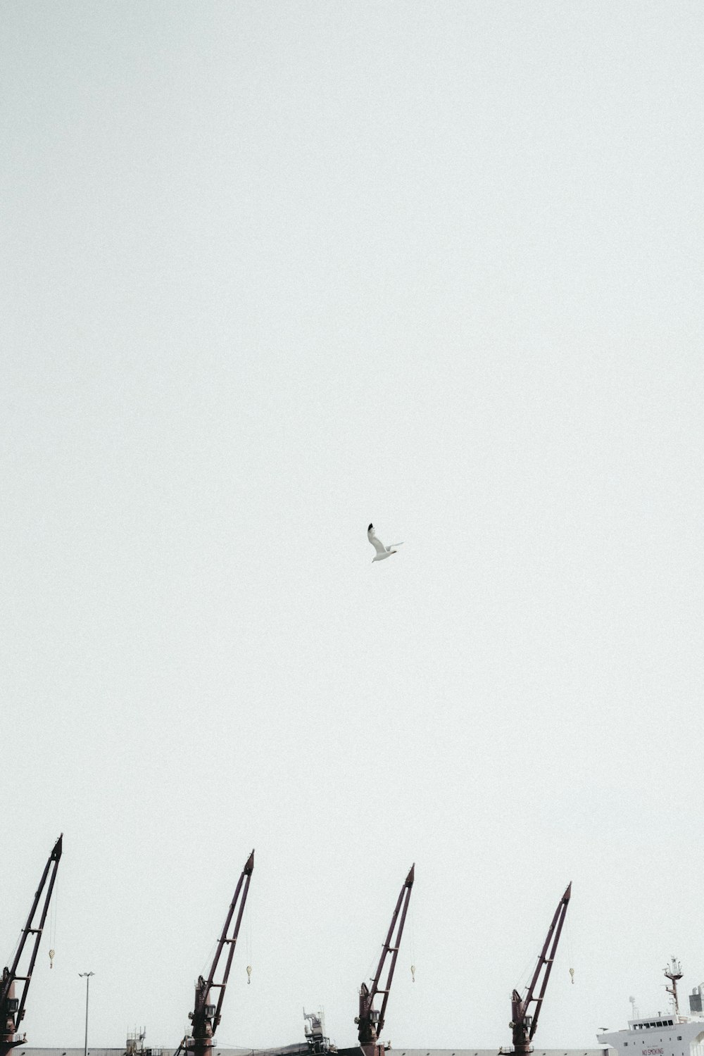 Una gaviota volando sobre un gran barco en el océano