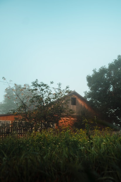 A rustic wooden barn nestled among coffee plants on a misty mountain morning.