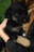 A small black and tan puppy is being held gently in a person's arms. The puppy looks calm and secure, nestled against the person's chest, with its head resting comfortably. The person's arm is wrapped around the puppy, providing a sense of protection. The background is softly blurred, focusing the attention on the tender interaction between the person and the puppy.