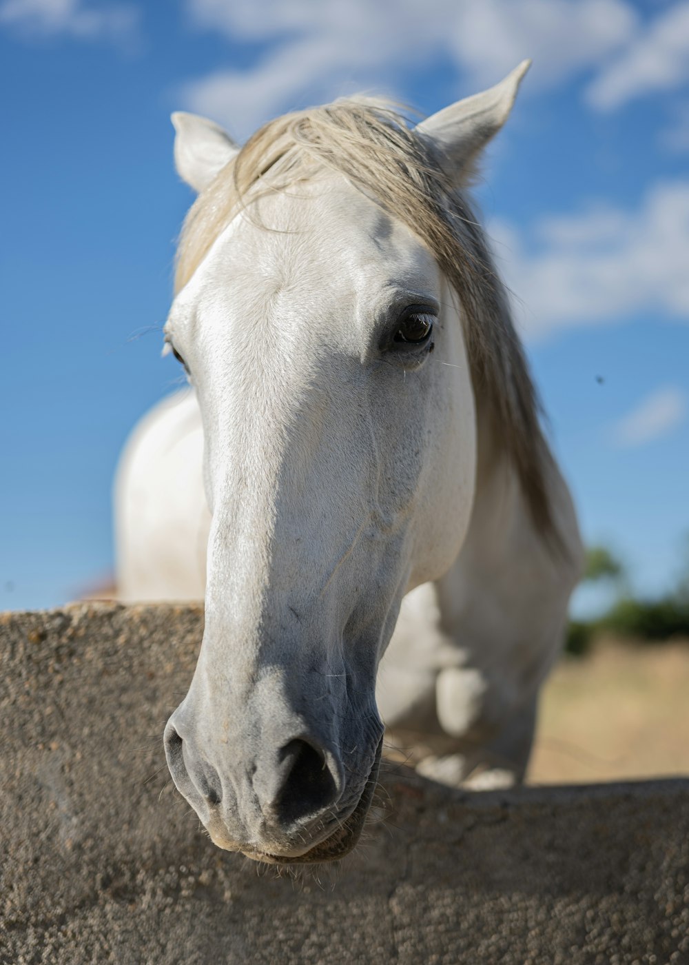a white horse standing next to a stone wall