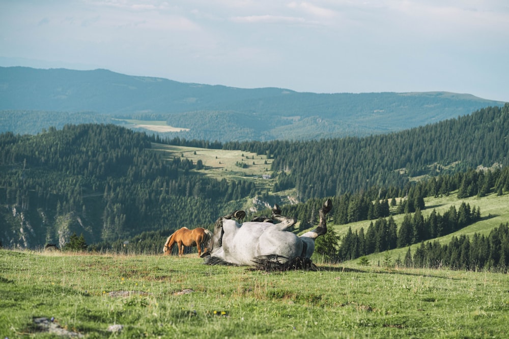 a couple of horses standing on top of a lush green hillside