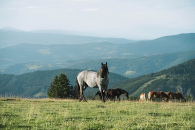 A group of horses is grazing on a lush green hillside with expansive mountains in the background. The sky is clear, adding to the tranquil atmosphere.