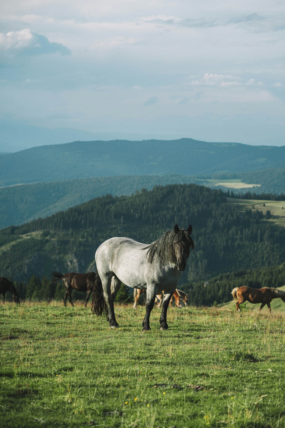 a group of horses grazing on a lush green hillside