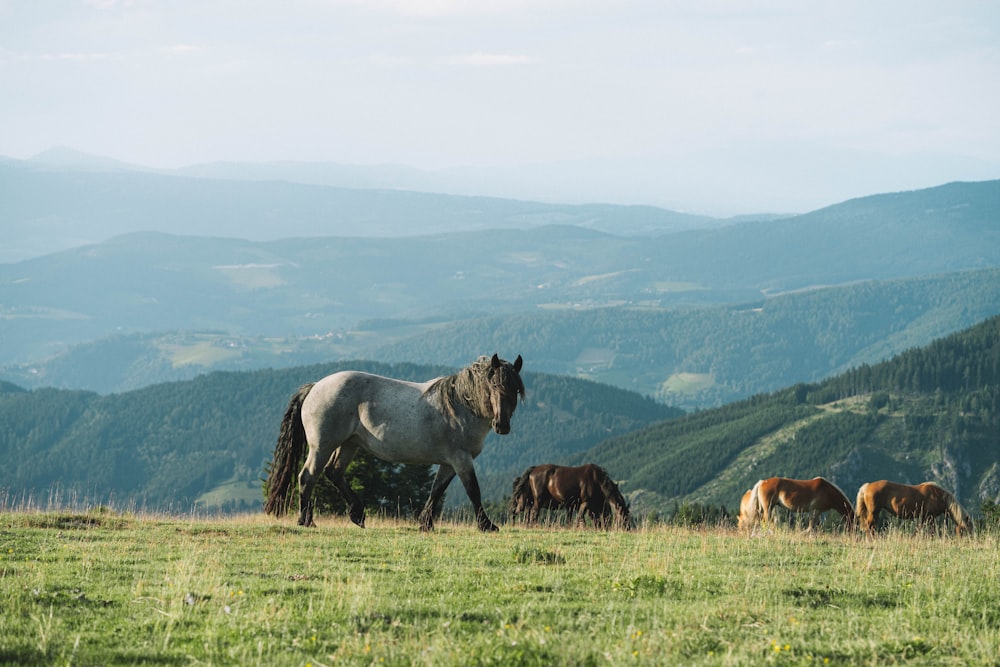 a group of horses grazing on a lush green hillside