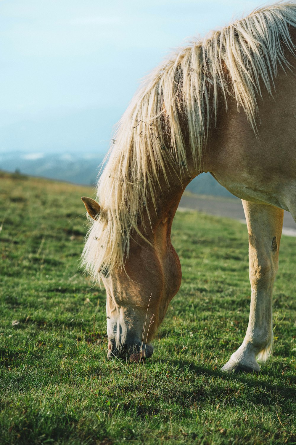 a brown and white horse grazing on a lush green field