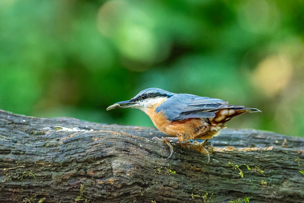 a small bird sitting on top of a tree branch