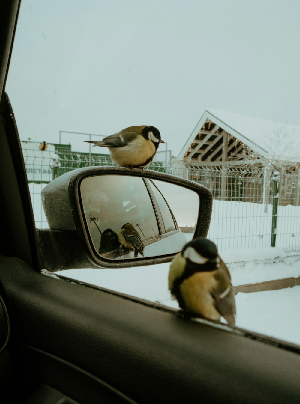 a couple of birds sitting on top of a car mirror