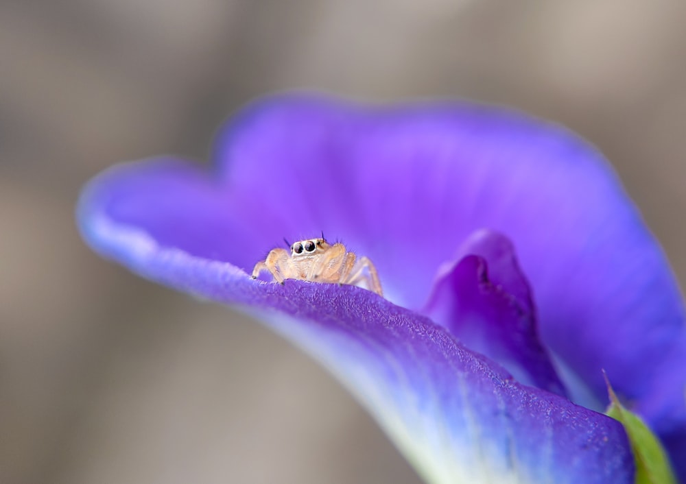 a spider sitting on top of a purple flower