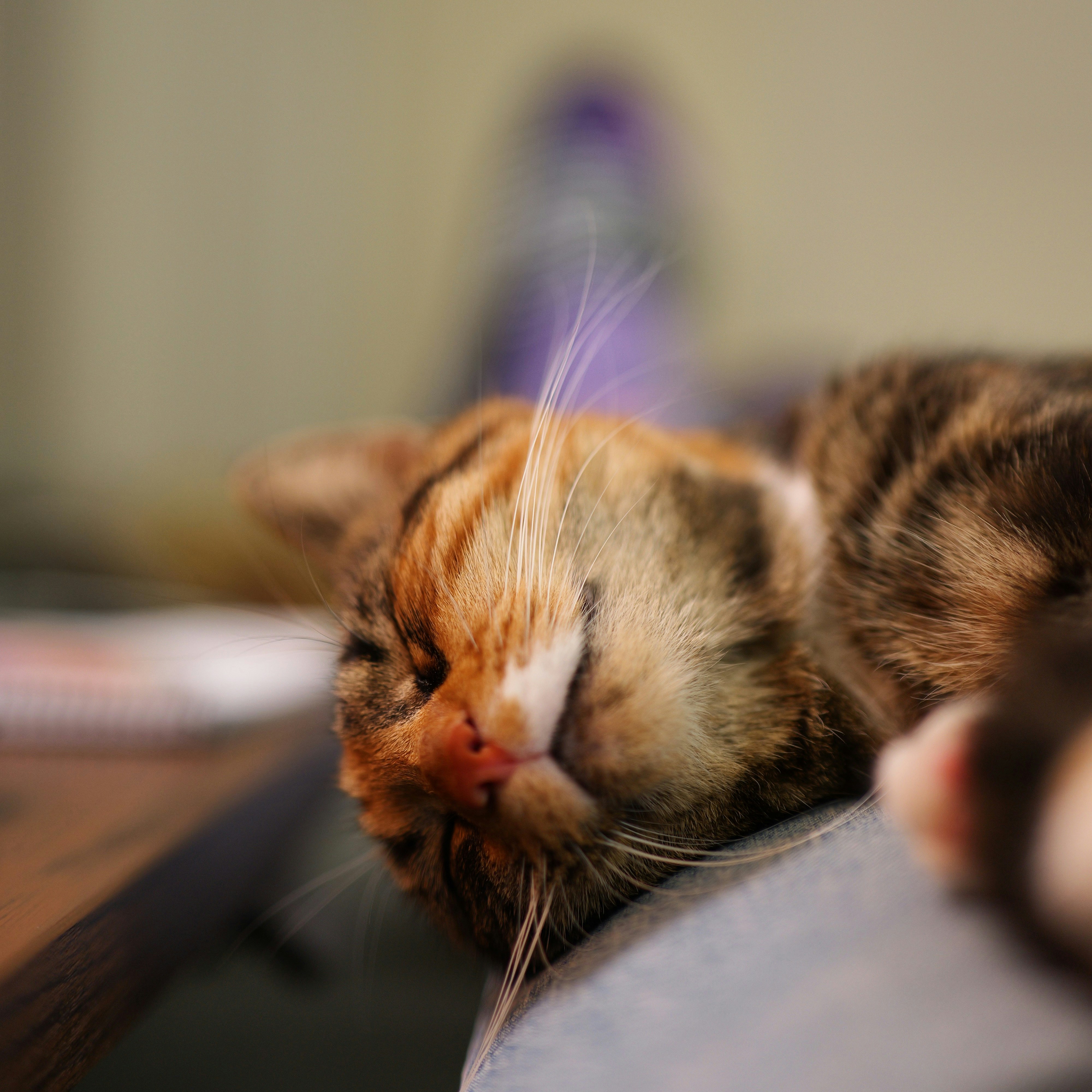 a close up of a cat laying on a table