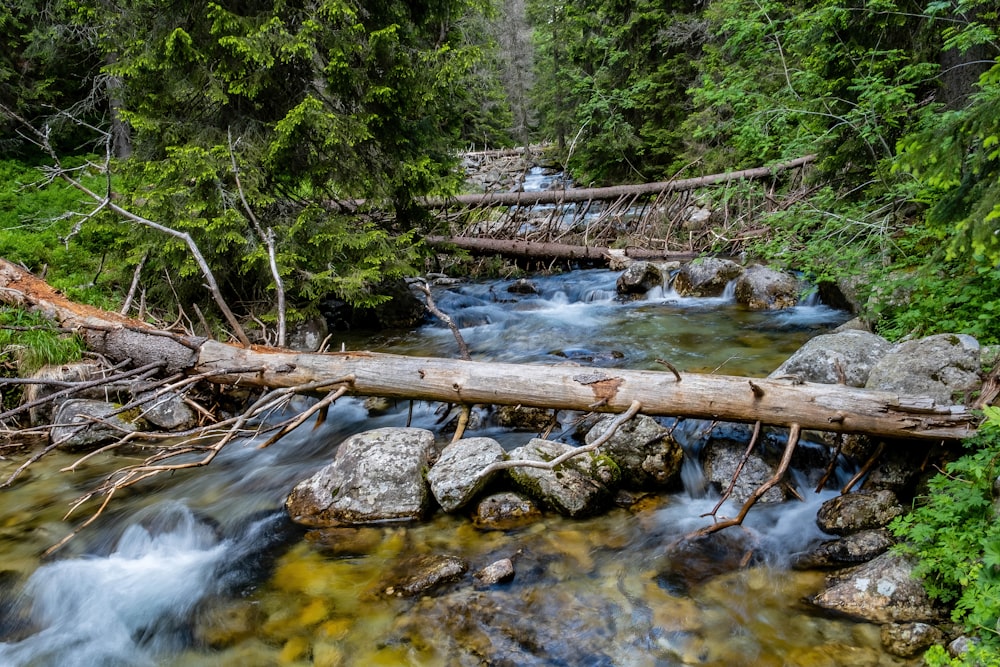 a stream running through a lush green forest