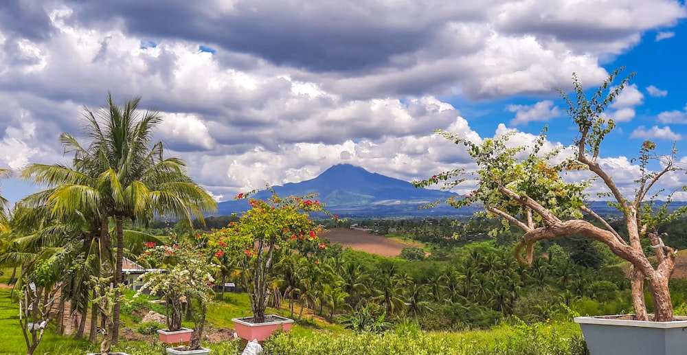 a view of a lush green forest with a mountain in the distance