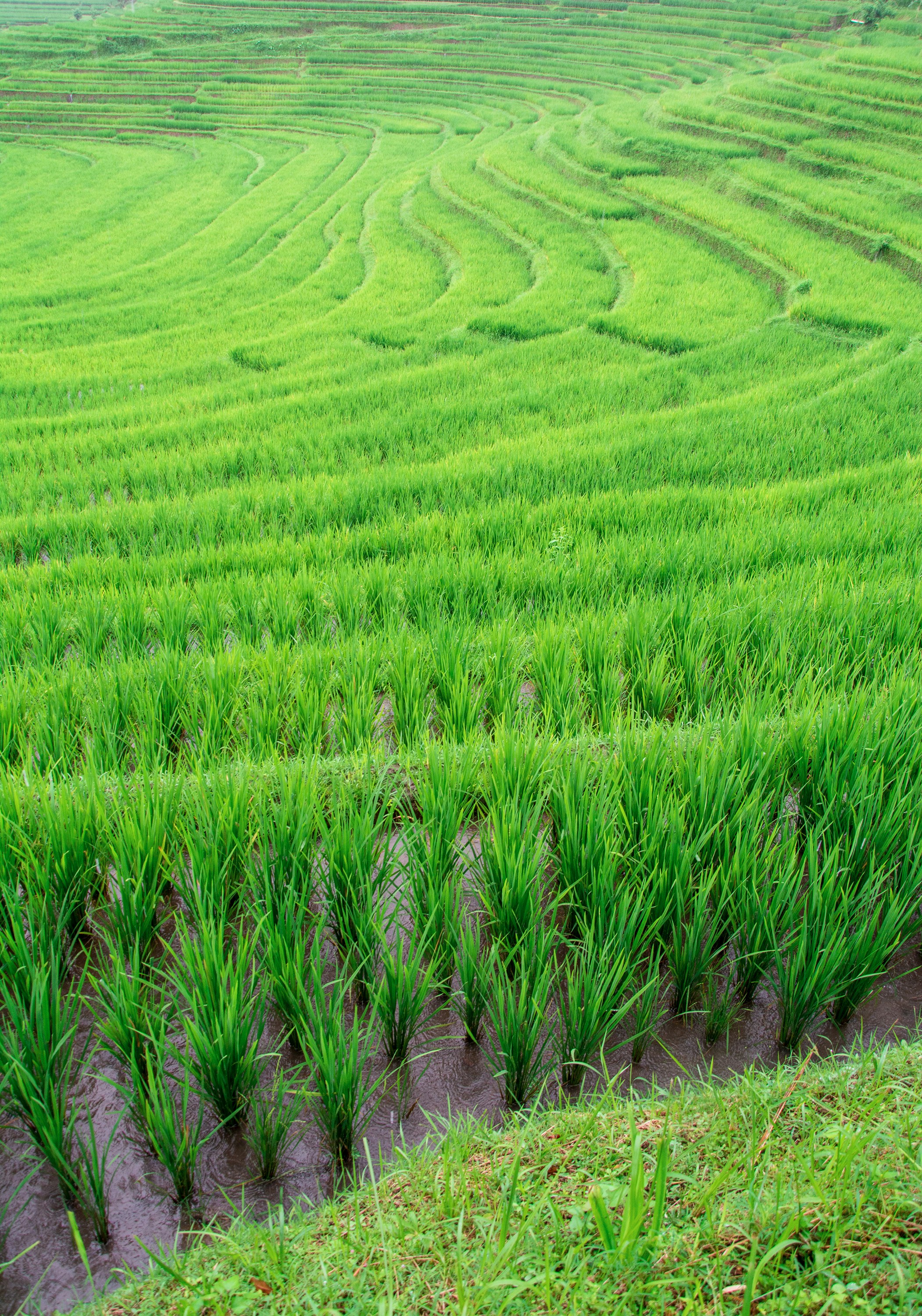 Indonesia Seasonal Wonders