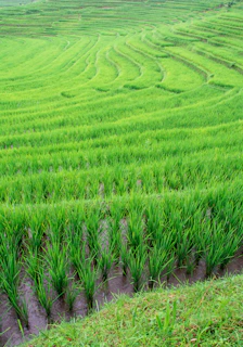 Lush green rice terraces cascading down hillsides near Pai village