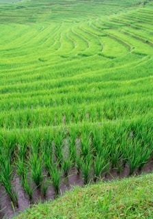Lush green rice terraces cascading down the hillsides in northern Thailand.
