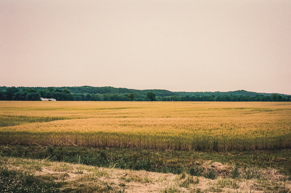 a large field of grass with trees in the background