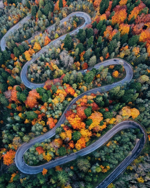 a winding road in the middle of a forest