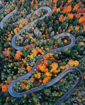 a winding road in the middle of a forest