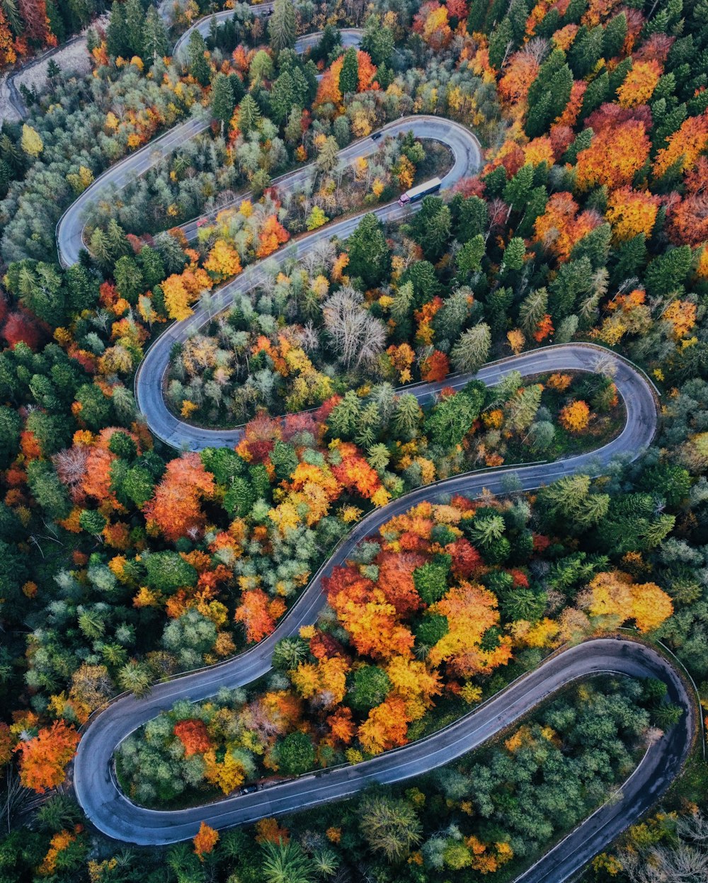 a winding road in the middle of a forest