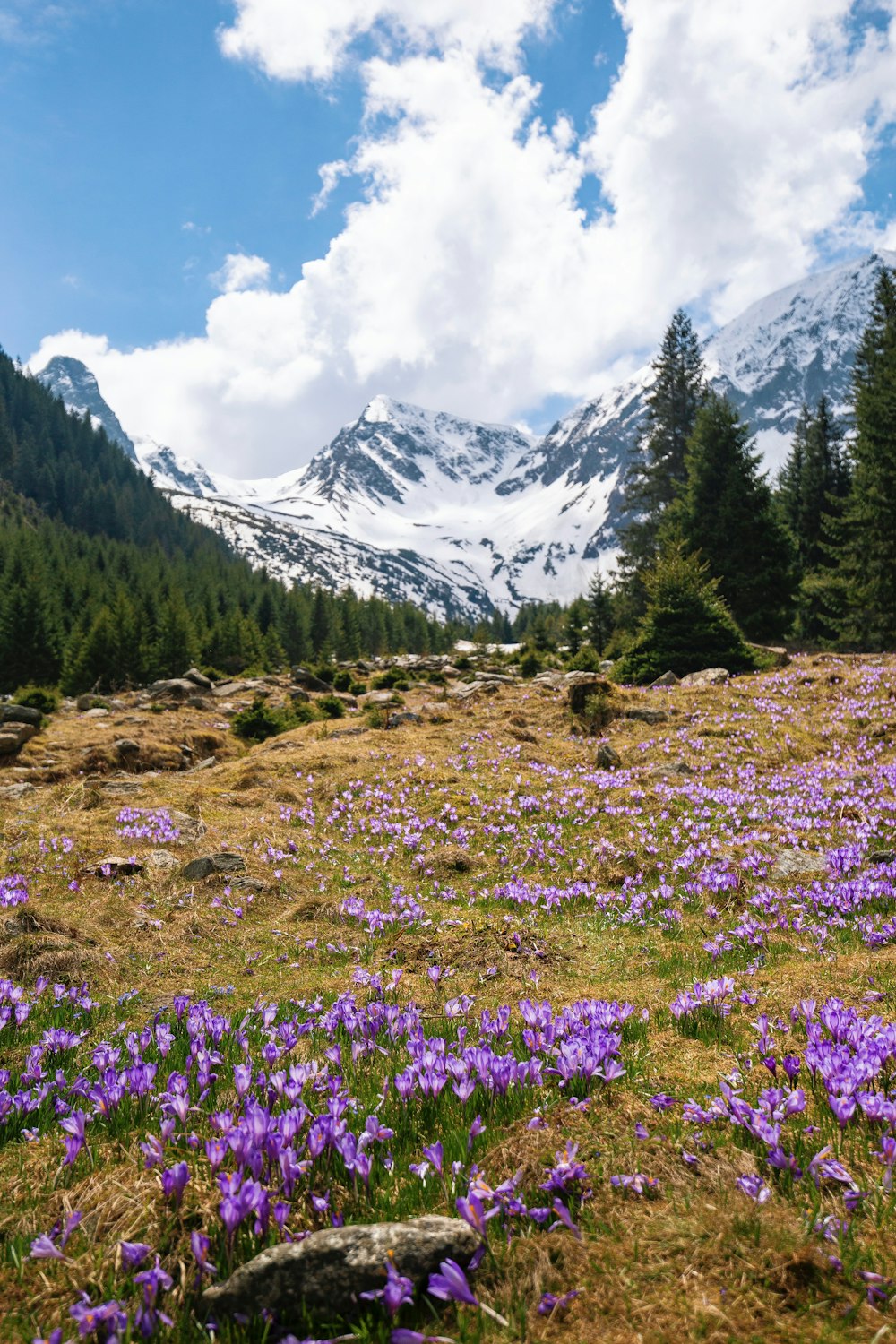 a field of purple flowers with a mountain in the background