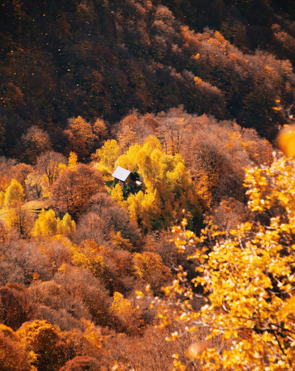 a house in the middle of a wooded area