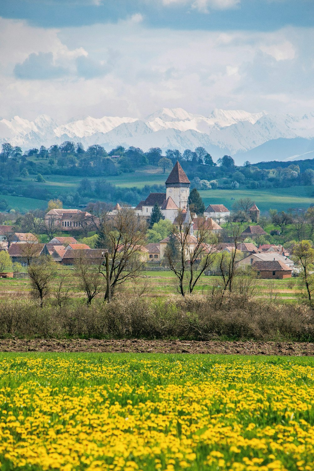 a field of yellow flowers with a church in the background