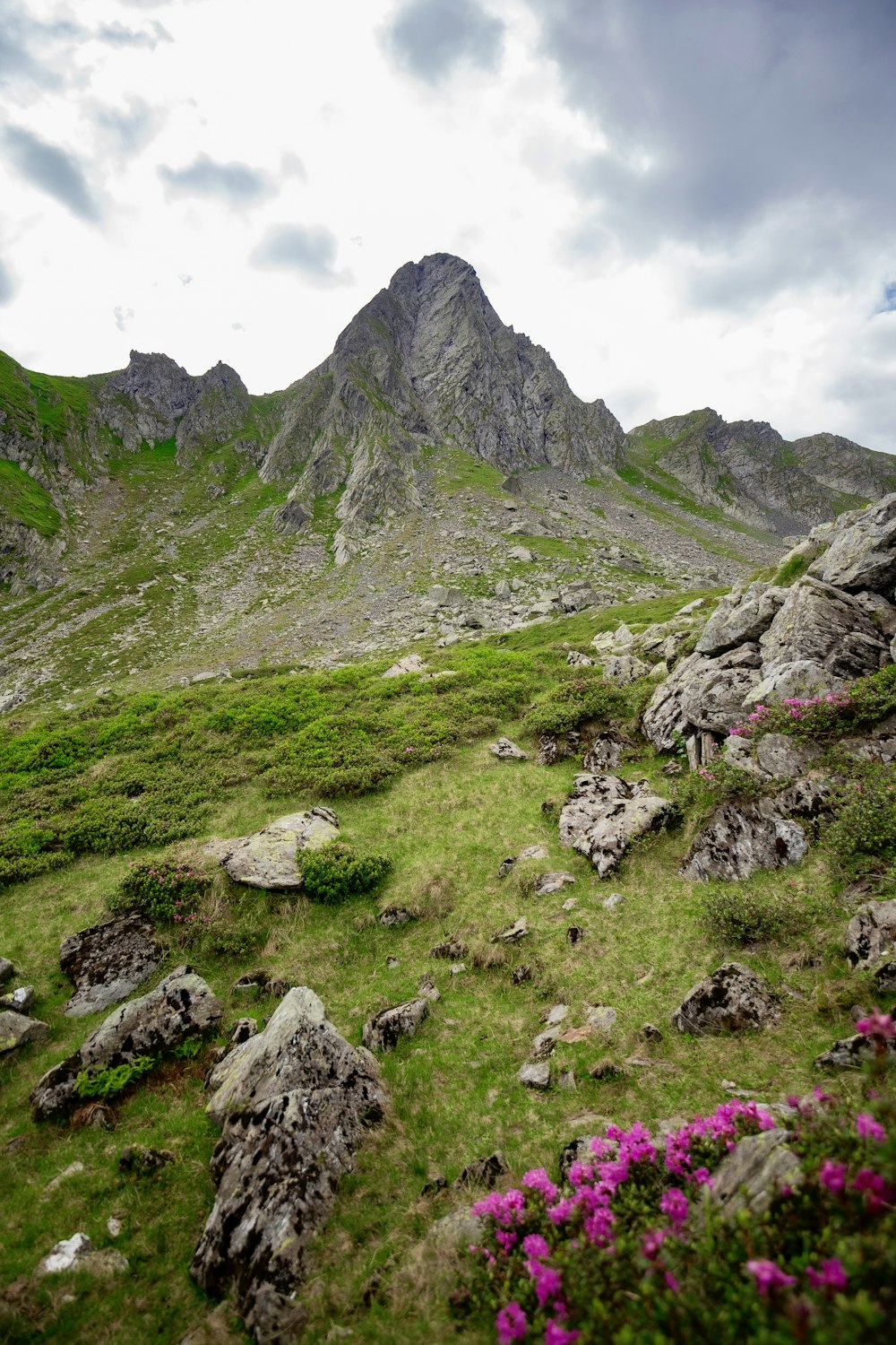 a grassy field with rocks and purple flowers