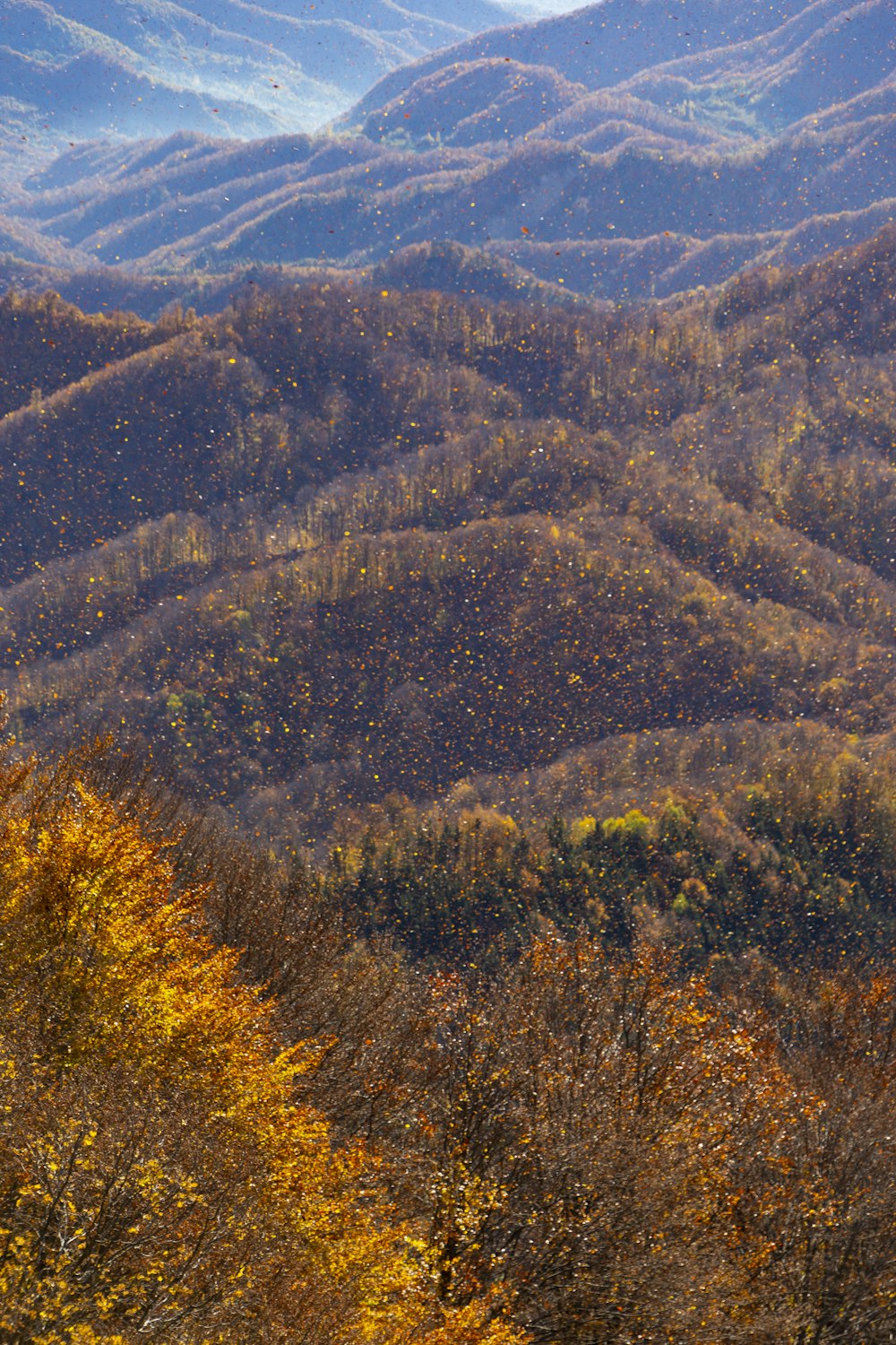 a view of a mountain range with trees in the foreground