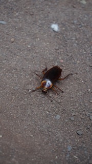 A brown cockroach is positioned on a rough, gravelly surface. The texture of the ground is uneven and consists of small pebbles and dirt. The insect's shiny shell reflects some light, and its six legs and antennae are clearly visible.