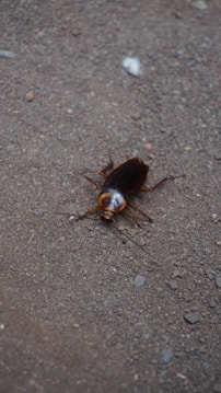 A brown cockroach is positioned on a rough, gravelly surface. The texture of the ground is uneven and consists of small pebbles and dirt. The insect's shiny shell reflects some light, and its six legs and antennae are clearly visible.