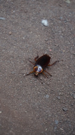 A brown cockroach is positioned on a rough, gravelly surface. The texture of the ground is uneven and consists of small pebbles and dirt. The insect's shiny shell reflects some light, and its six legs and antennae are clearly visible.