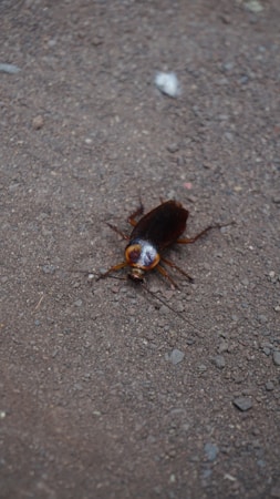 Understanding the Cockroach Janata Party’s Initiatives and Products