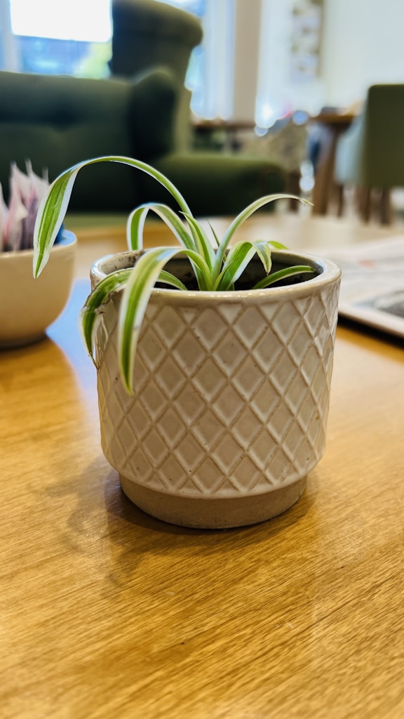Handcrafted Ceramic Pot