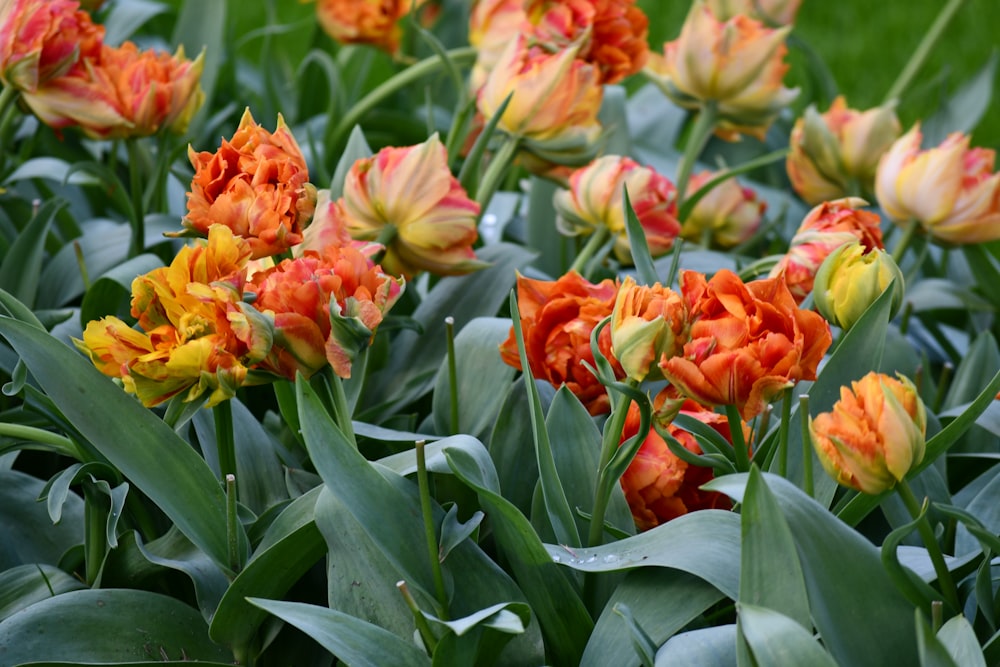 a field of orange and yellow flowers with green leaves