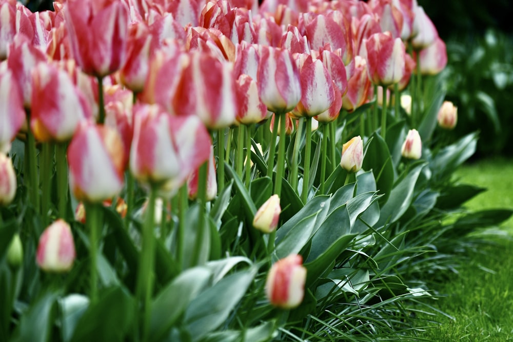 a field of pink and white tulips in a garden