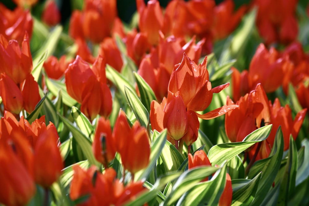 a bunch of red flowers that are in the grass