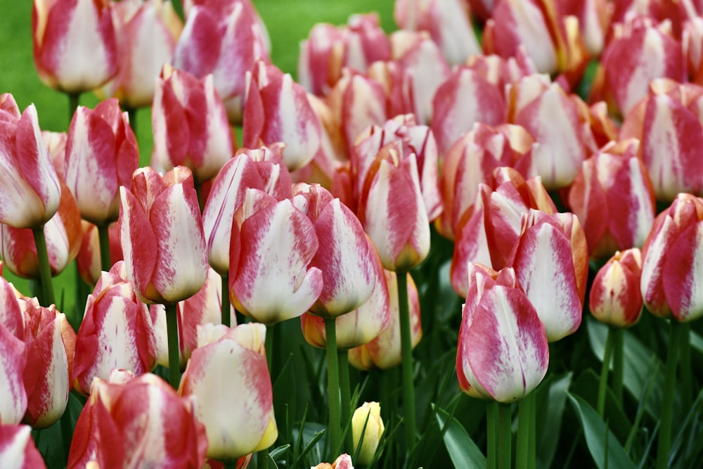 a field of red and white tulips in bloom