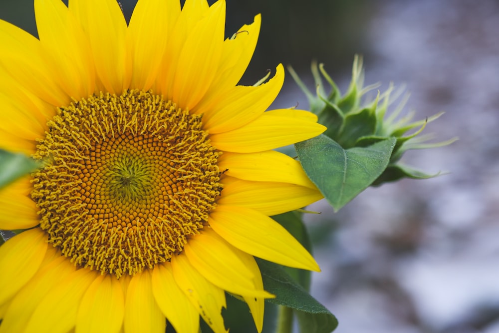 a large yellow sunflower with green leaves