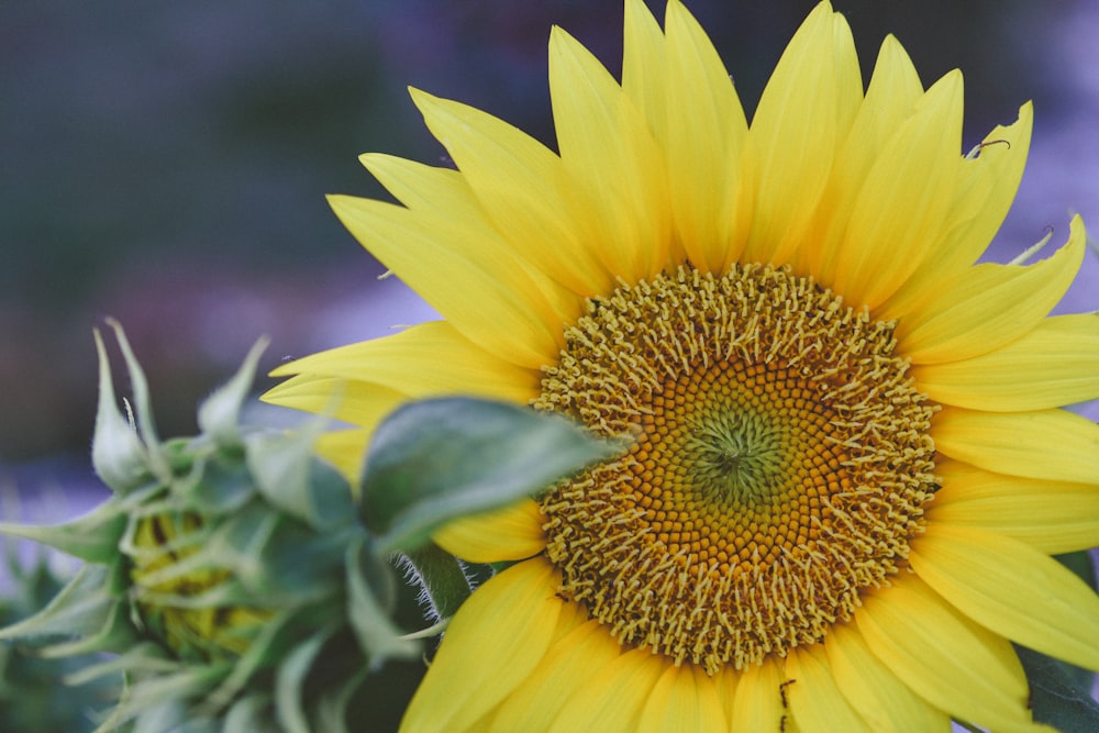 a large yellow sunflower with a green stem