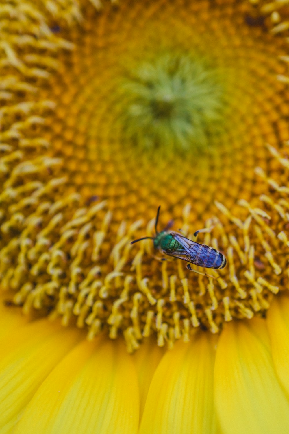 Un insecto está sentado en un gran girasol