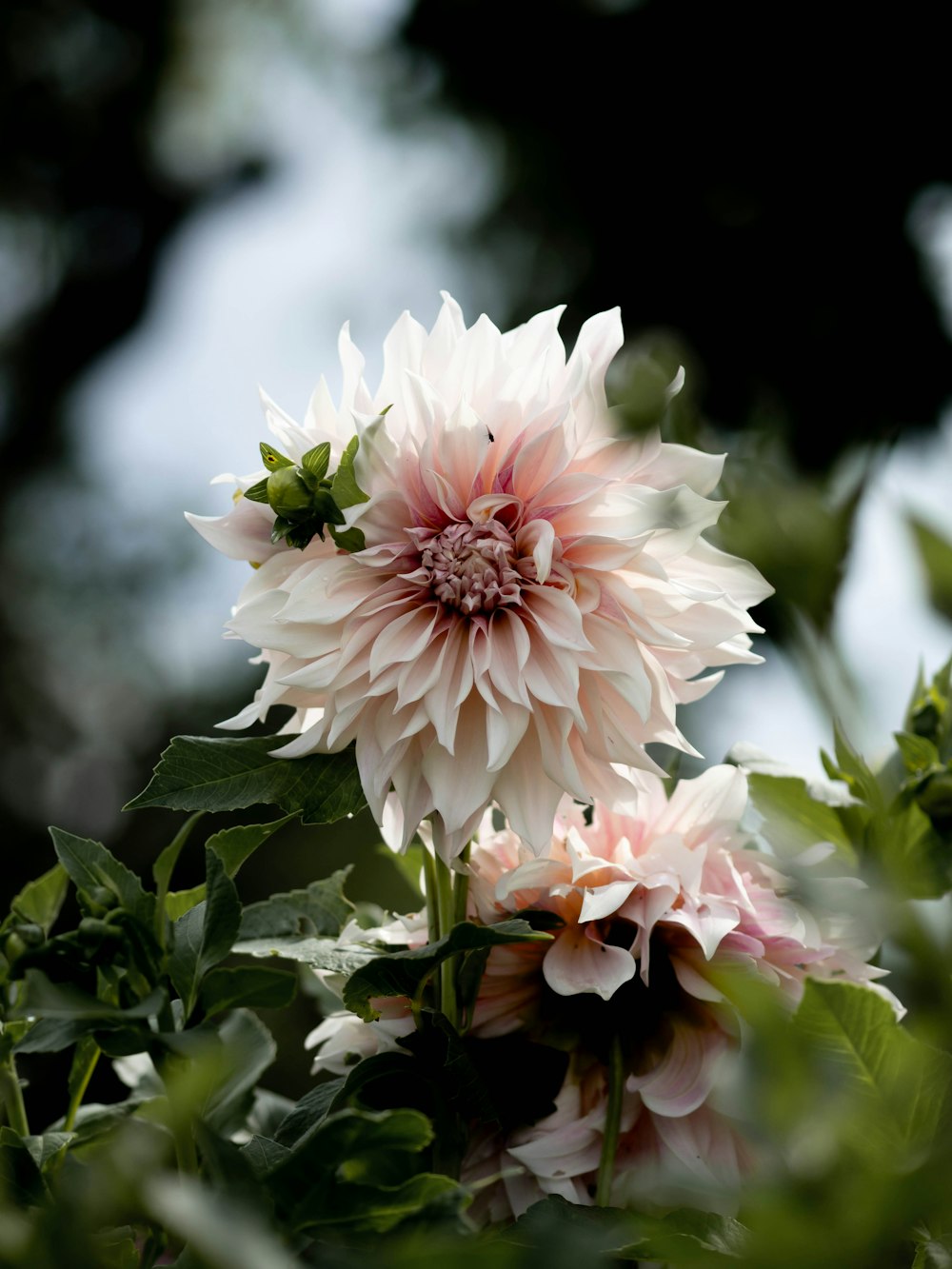 a close up of a pink flower on a tree