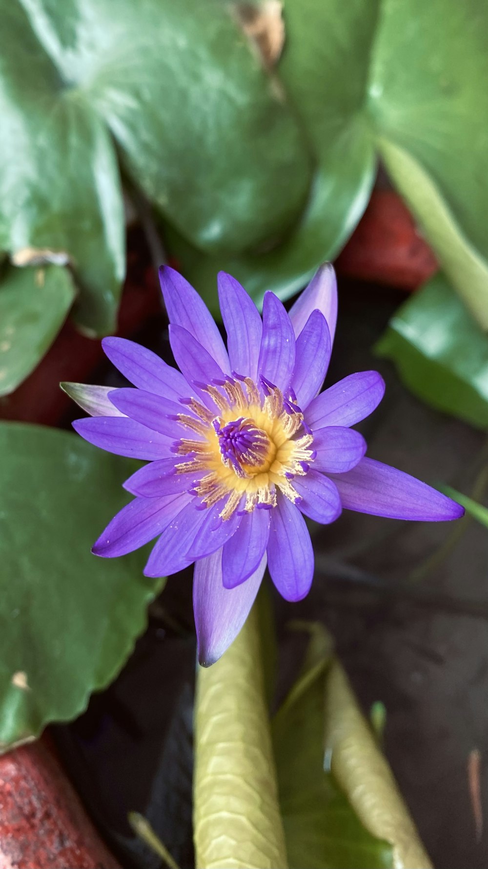 a purple flower with a yellow center surrounded by green leaves