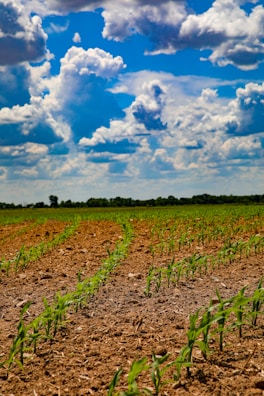 Rows of green plants stretching toward the horizon under fluffy clouds.