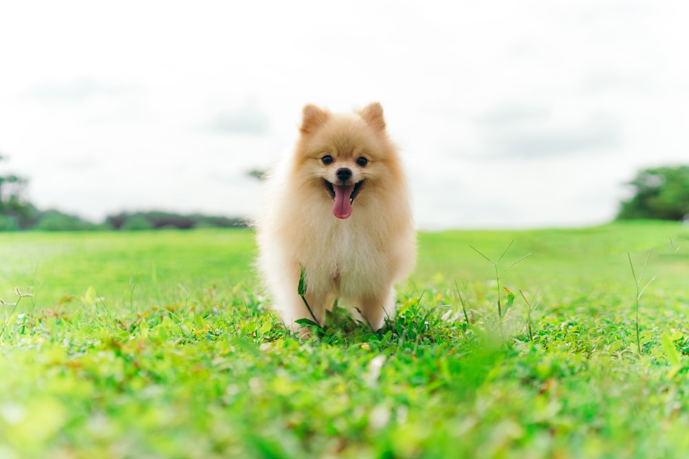 a small brown dog standing on top of a lush green field