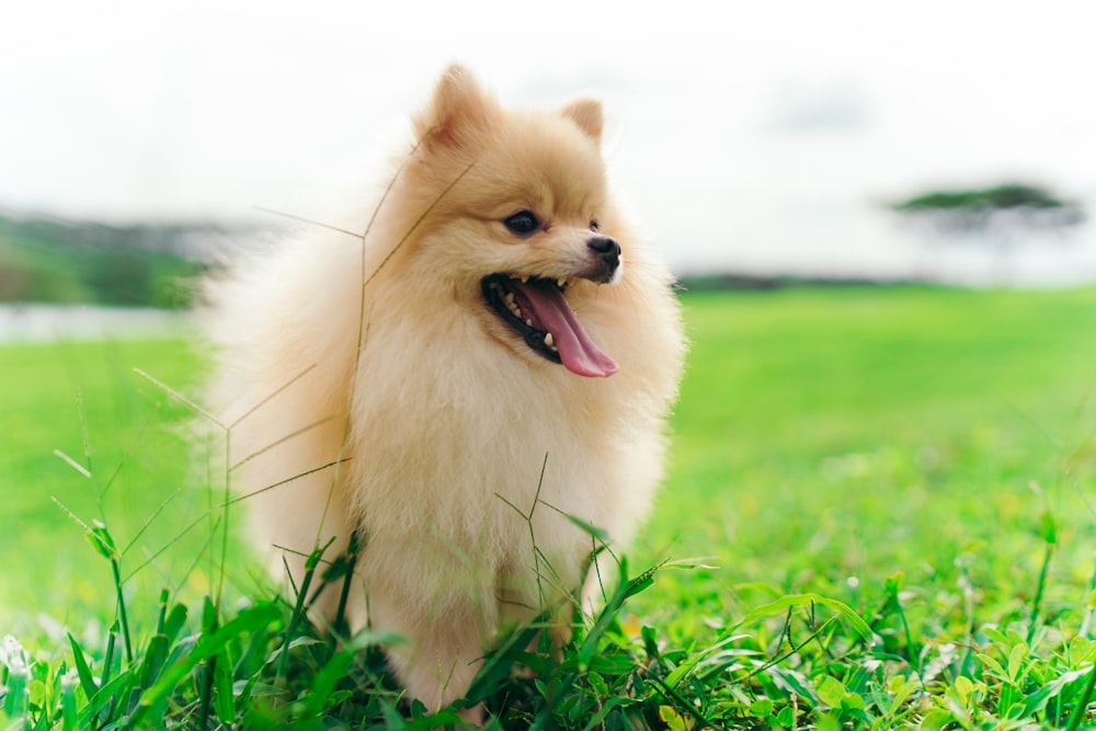 a small dog standing on top of a lush green field