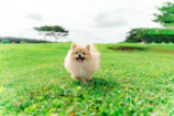 A playful puppy in a vibrant blue hoodie running happily across a park.