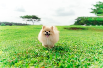 A joyful pomsky puppy playing in a sunny garden.